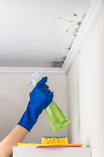 Best Home Mold Removal  in Laurens, IA